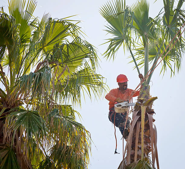 Best Local Tree Services  in Ridgway, PA